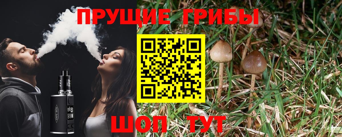 Галлюциногенные грибы Psilocybine cubensis  Вход с VPN  Чернушка 